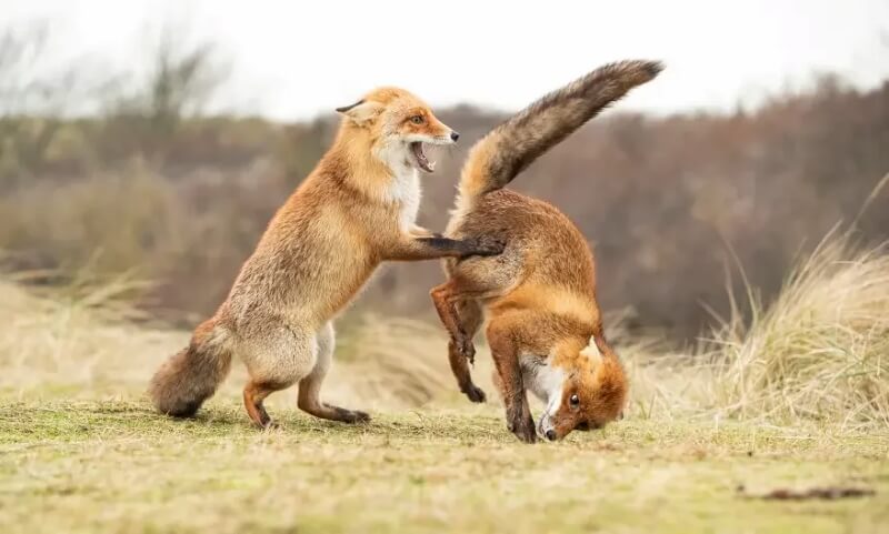 Two red foxes playing in a field.