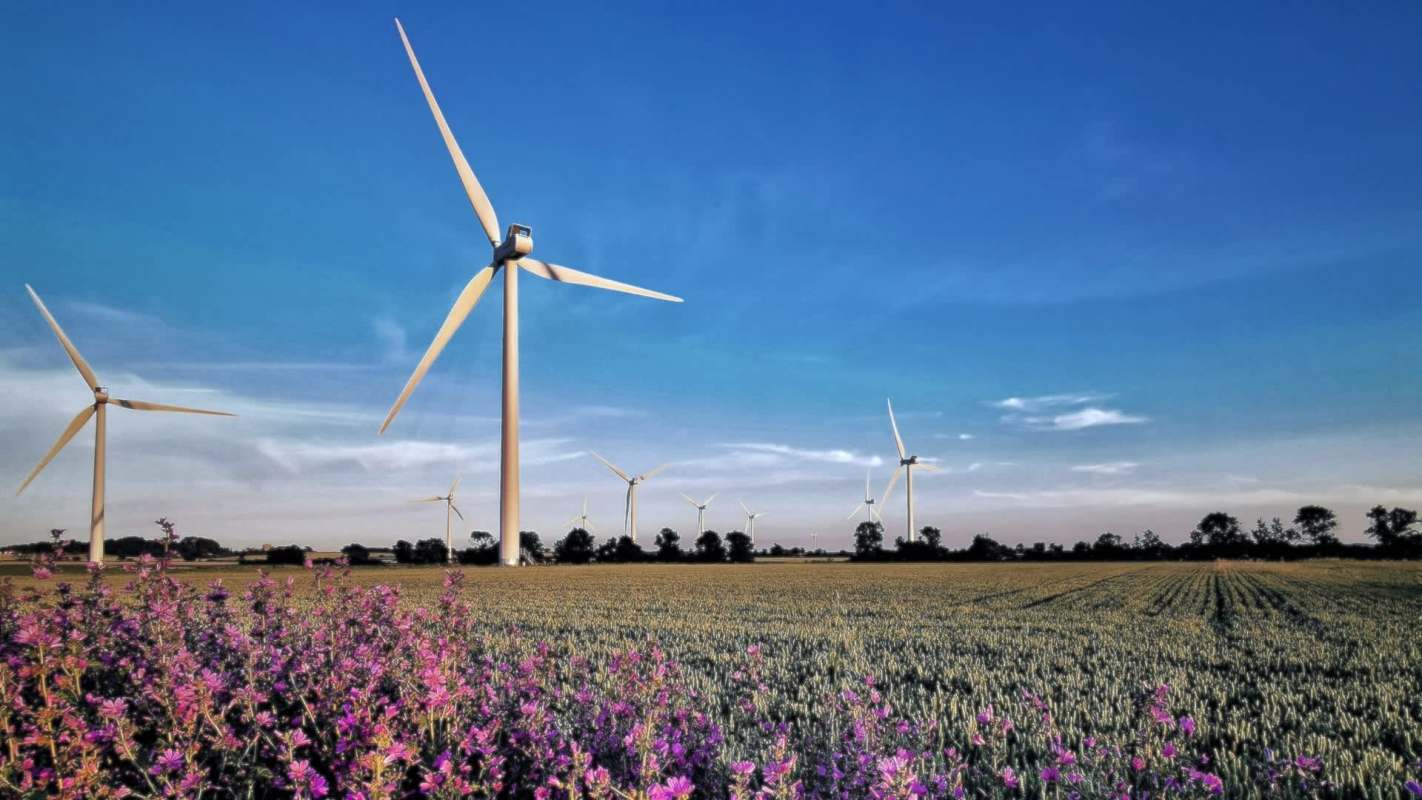 A field with blooming purple flowers in the foreground and several wind turbines under a blue sky.