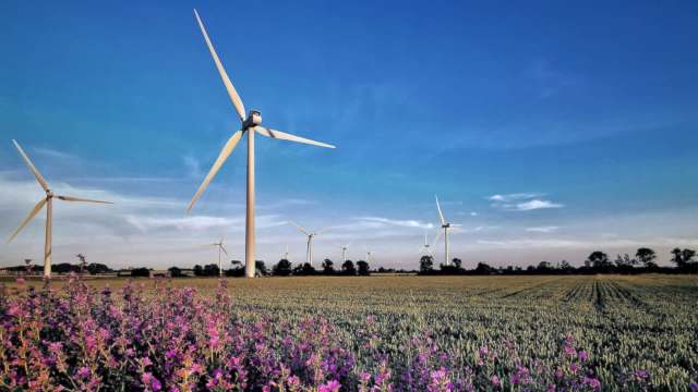 A field with blooming purple flowers in the foreground and several wind turbines under a blue sky.
