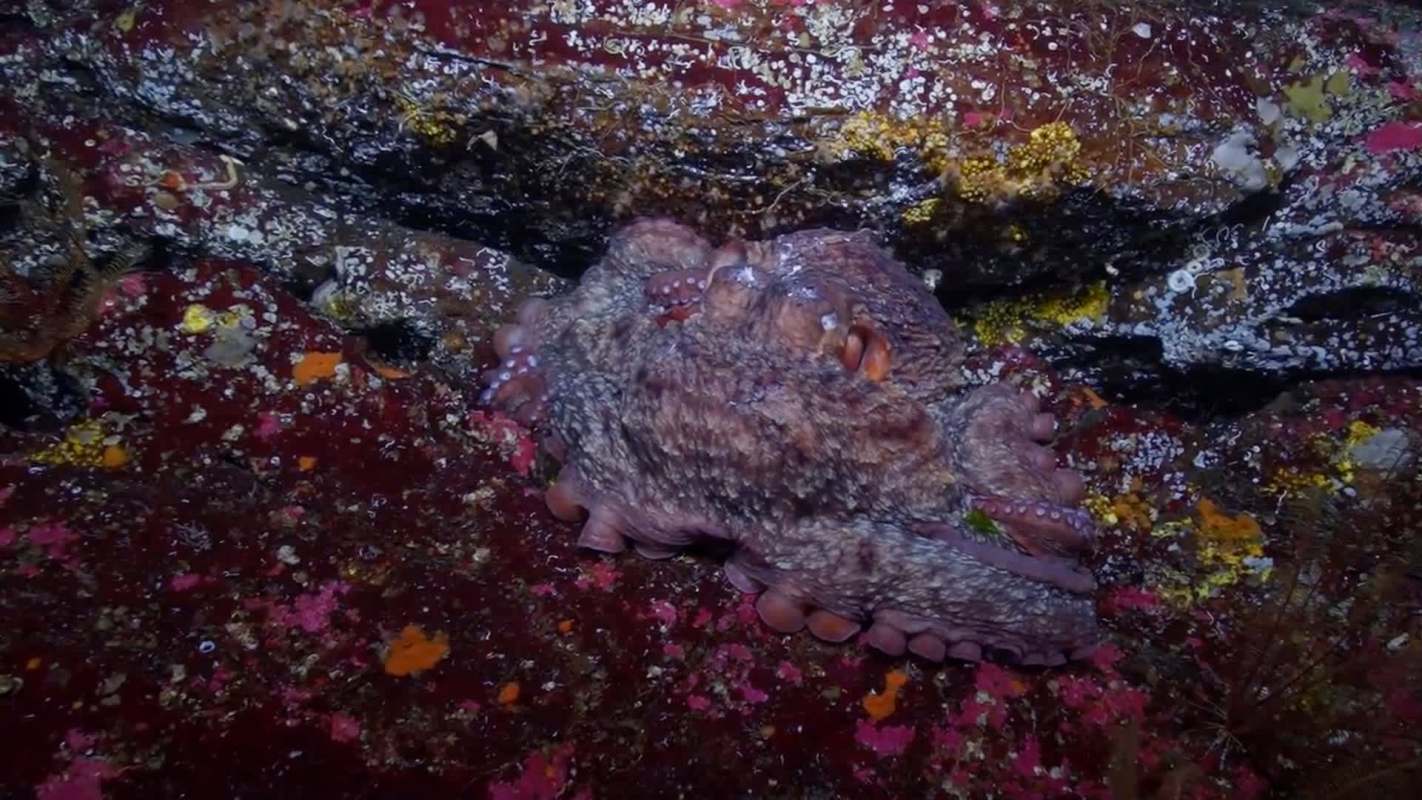 An octopus resting on a colorful, textured seabed with rocks and marine flora in a vibrant underwater scene.
