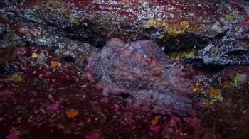 An octopus resting on a colorful, textured seabed with rocks and marine flora in a vibrant underwater scene.