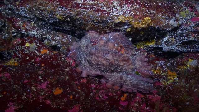 An octopus resting on a colorful, textured seabed with rocks and marine flora in a vibrant underwater scene.