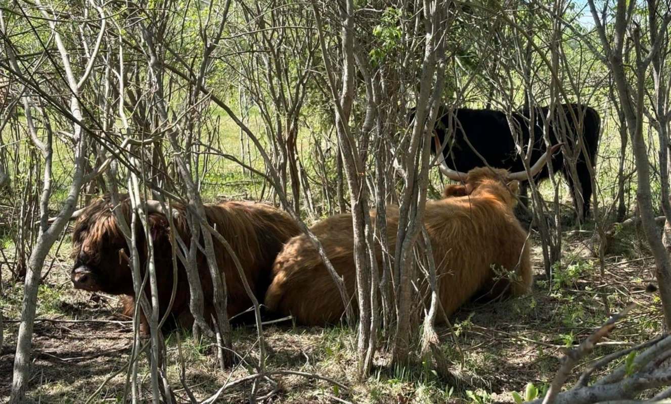 Cows resting among shrubs in a green landscape.