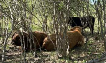 Cows resting among shrubs in a green landscape.