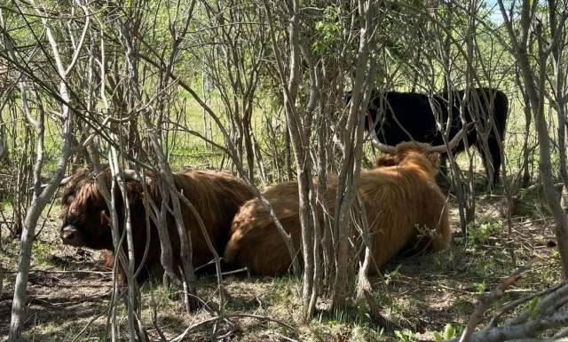 Cows resting among shrubs in a green landscape.