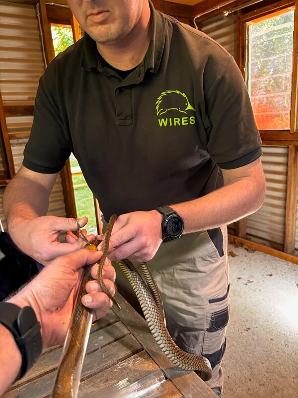 A person holding a long snake