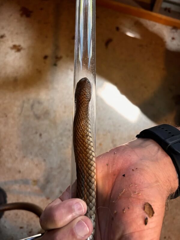A person holding a long snake