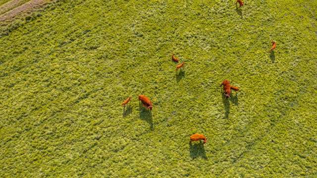Aerial view of brown cows grazing in a field.