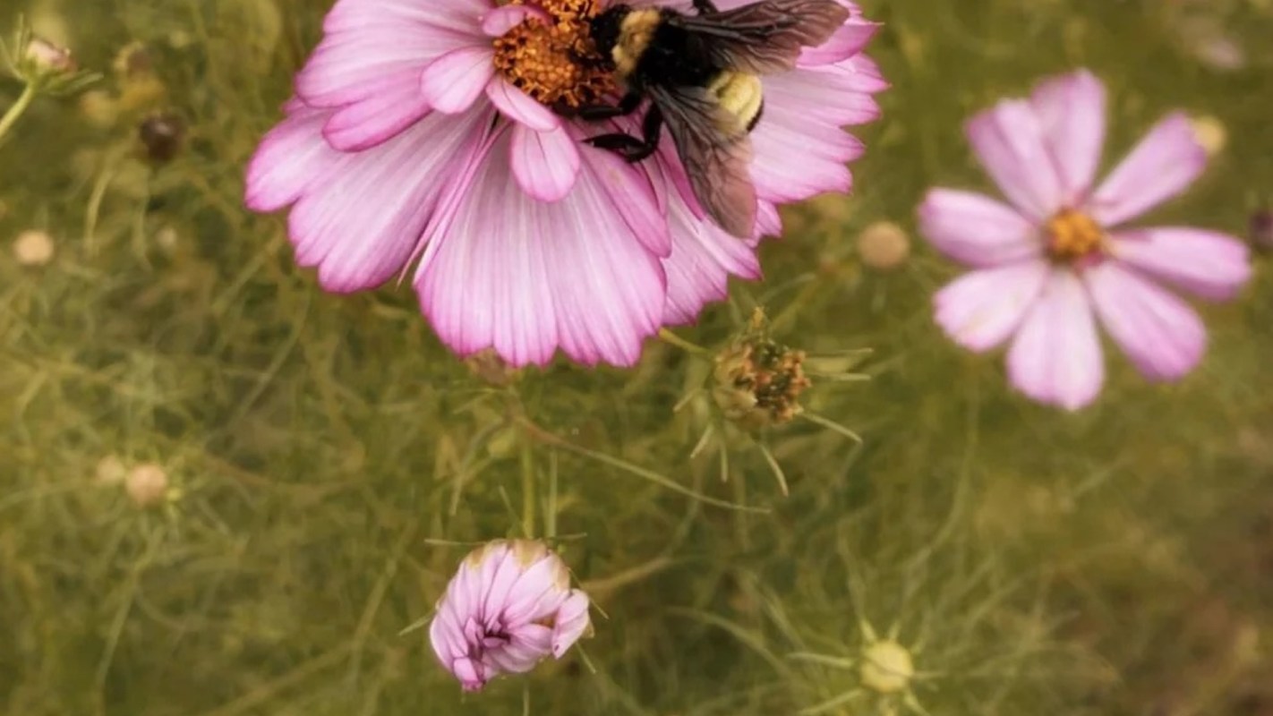 A bumblebee sitting on a large pink flower amid smaller pink blossoms.