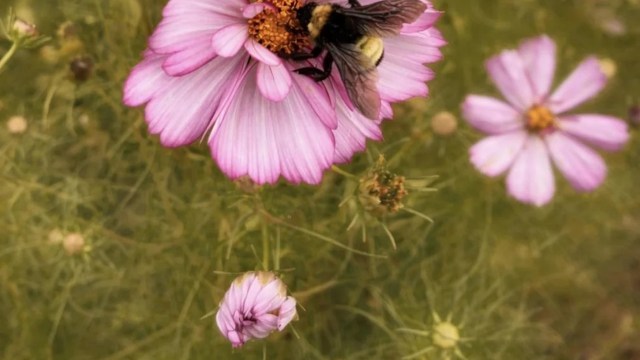 A bumblebee sitting on a large pink flower amid smaller pink blossoms.