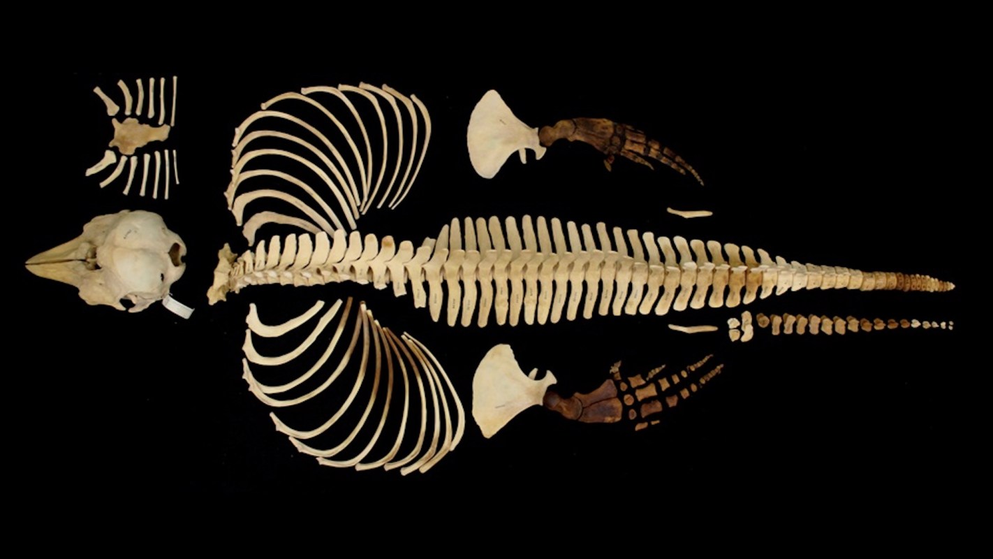 A disassembled skeleton of a marine animal displayed against a black background.