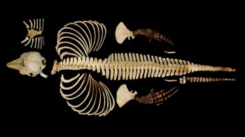 A disassembled skeleton of a marine animal displayed against a black background.
