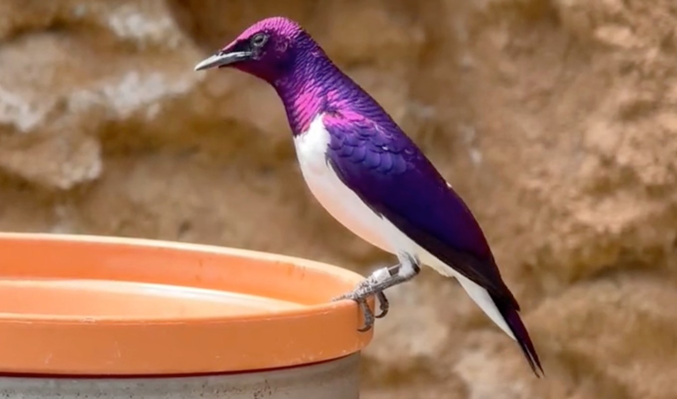 A vibrant purple bird perched on the edge of an orange container.