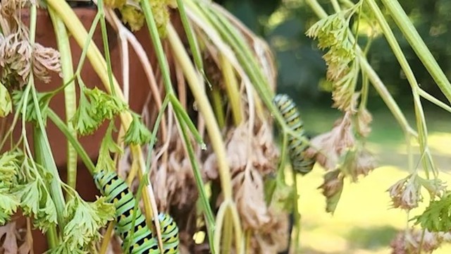 Green caterpillars resting on wilted carrot foliage in a garden setting.