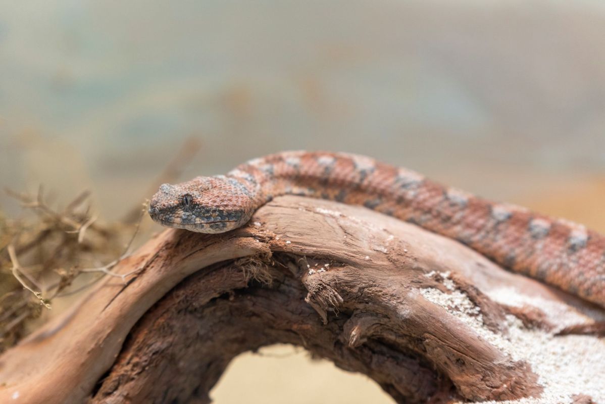 A viper on a piece of driftwood.