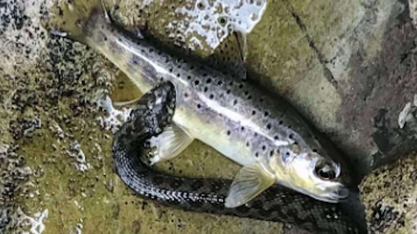 A brown trout partially emerges from water while a snake wraps around its body.