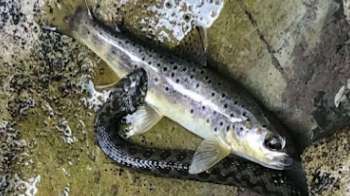 A brown trout partially emerges from water while a snake wraps around its body.