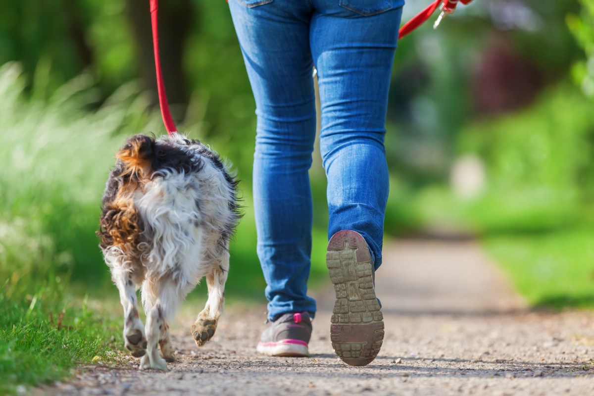 A person in blue jeans walks their dog along a gravel path in a lush green park.