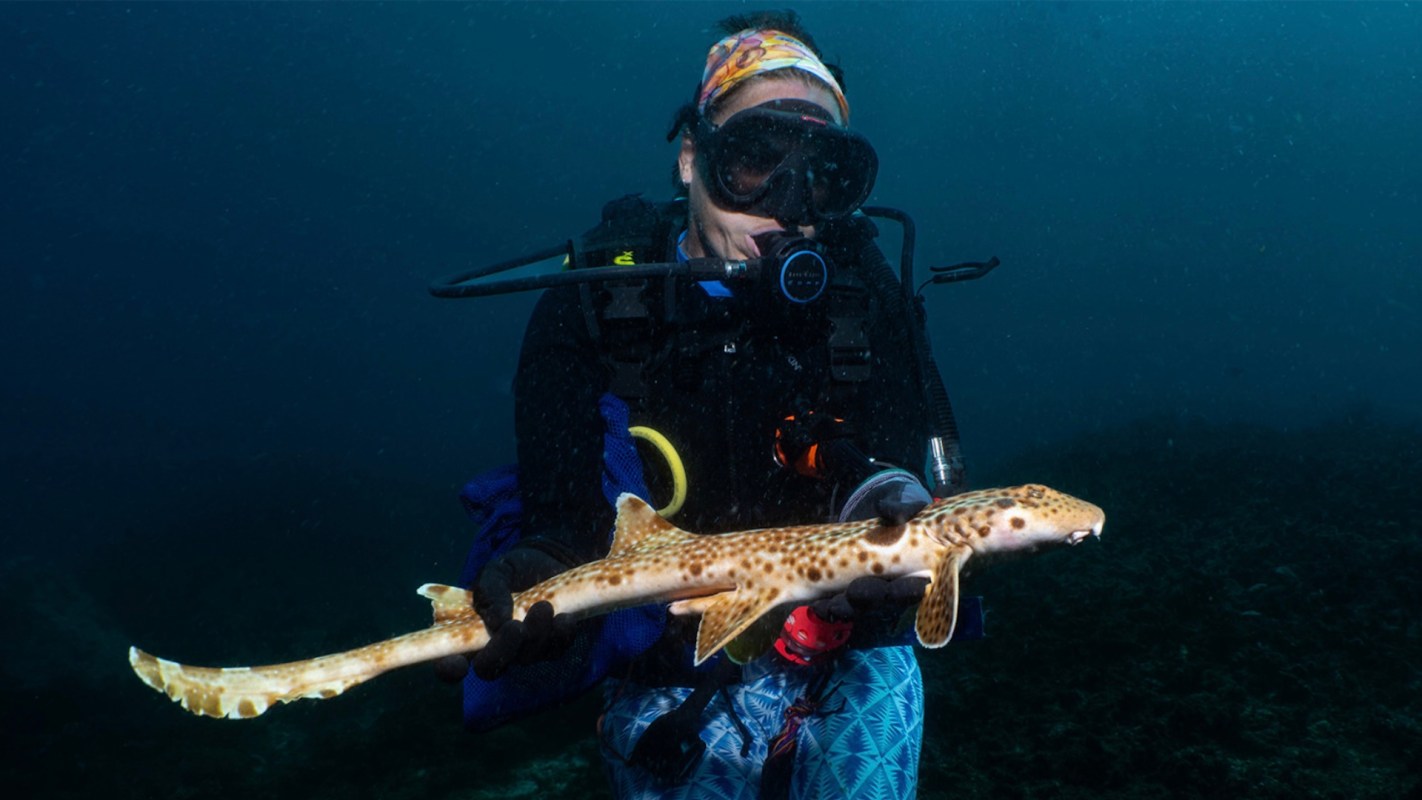A scuba diver holds a small spotted shark underwater, surrounded by a dark blue ocean.