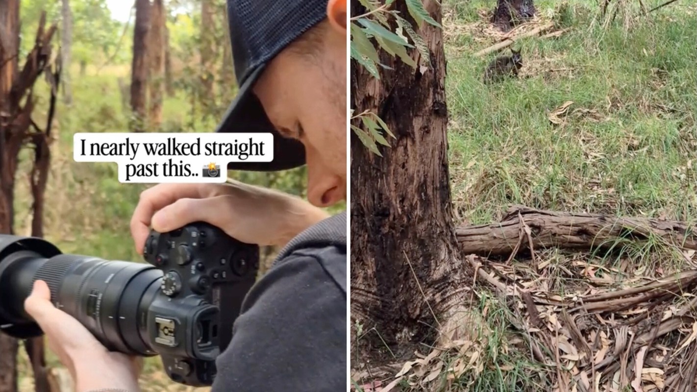 A person focuses on photographing a camouflaged animal in a wooded area.