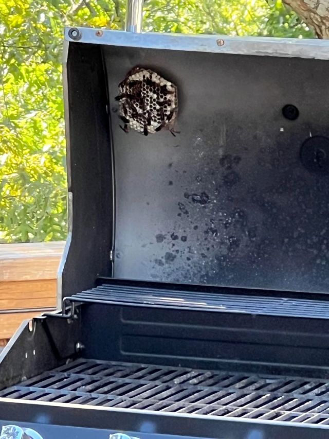 A small wasp nest on the inside of a grill cover.