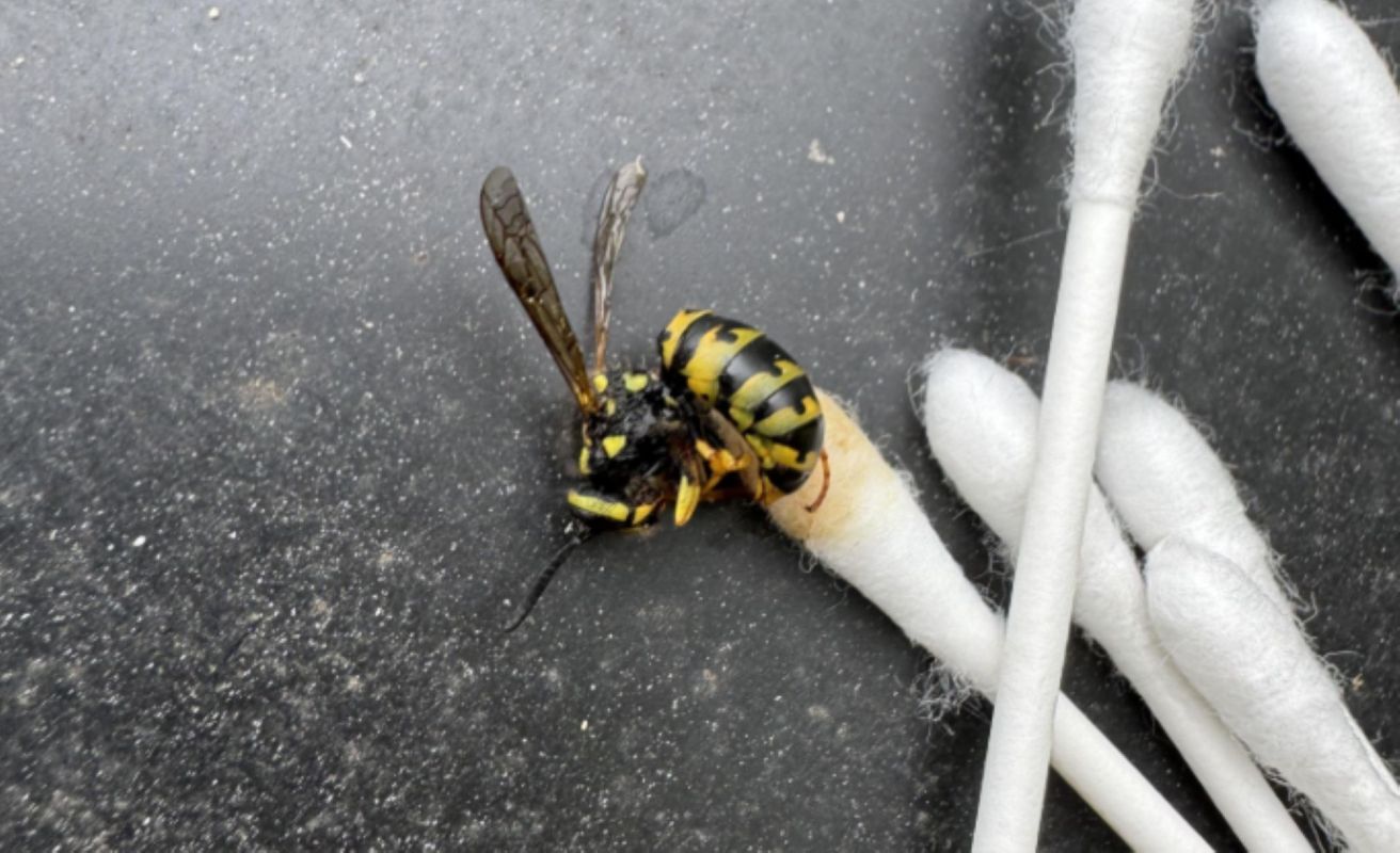 A wasp on a black surface near cotton swabs.