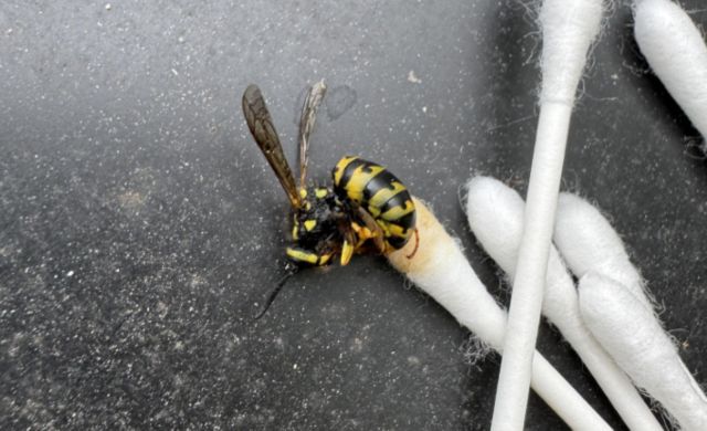 A wasp on a black surface near cotton swabs.