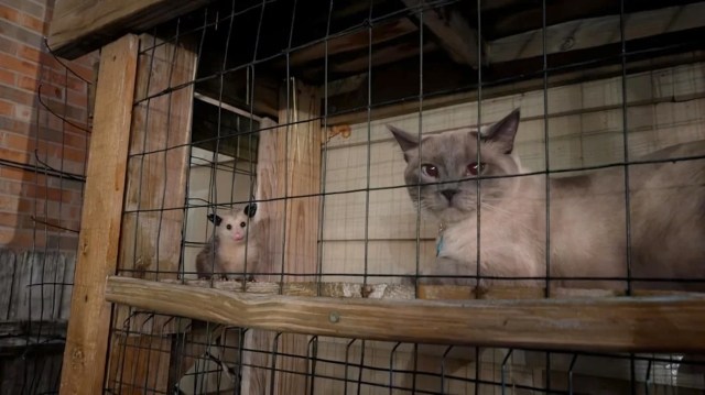 A cat and an opossum are peering through the bars of a wooden enclosure.