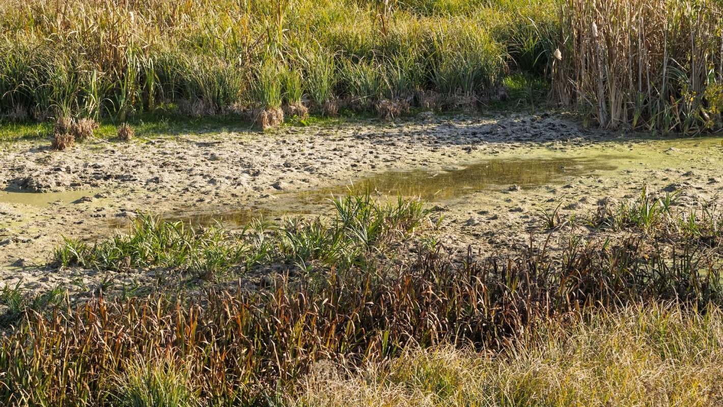 A dry wetland area showing patches of muddy ground and sparse vegetation against a backdrop of tall grasses.