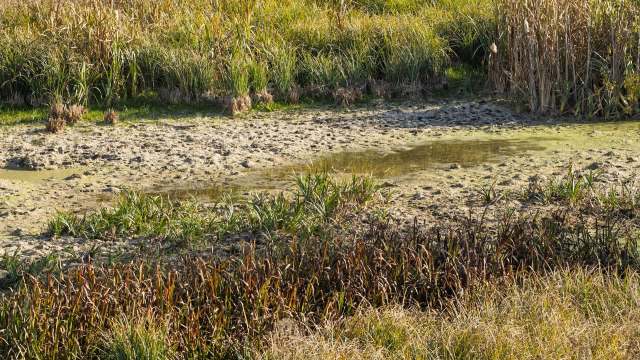 A dry wetland area showing patches of muddy ground and sparse vegetation against a backdrop of tall grasses.