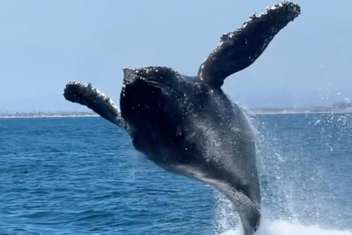 A humpback whale breaches the surface of the ocean.