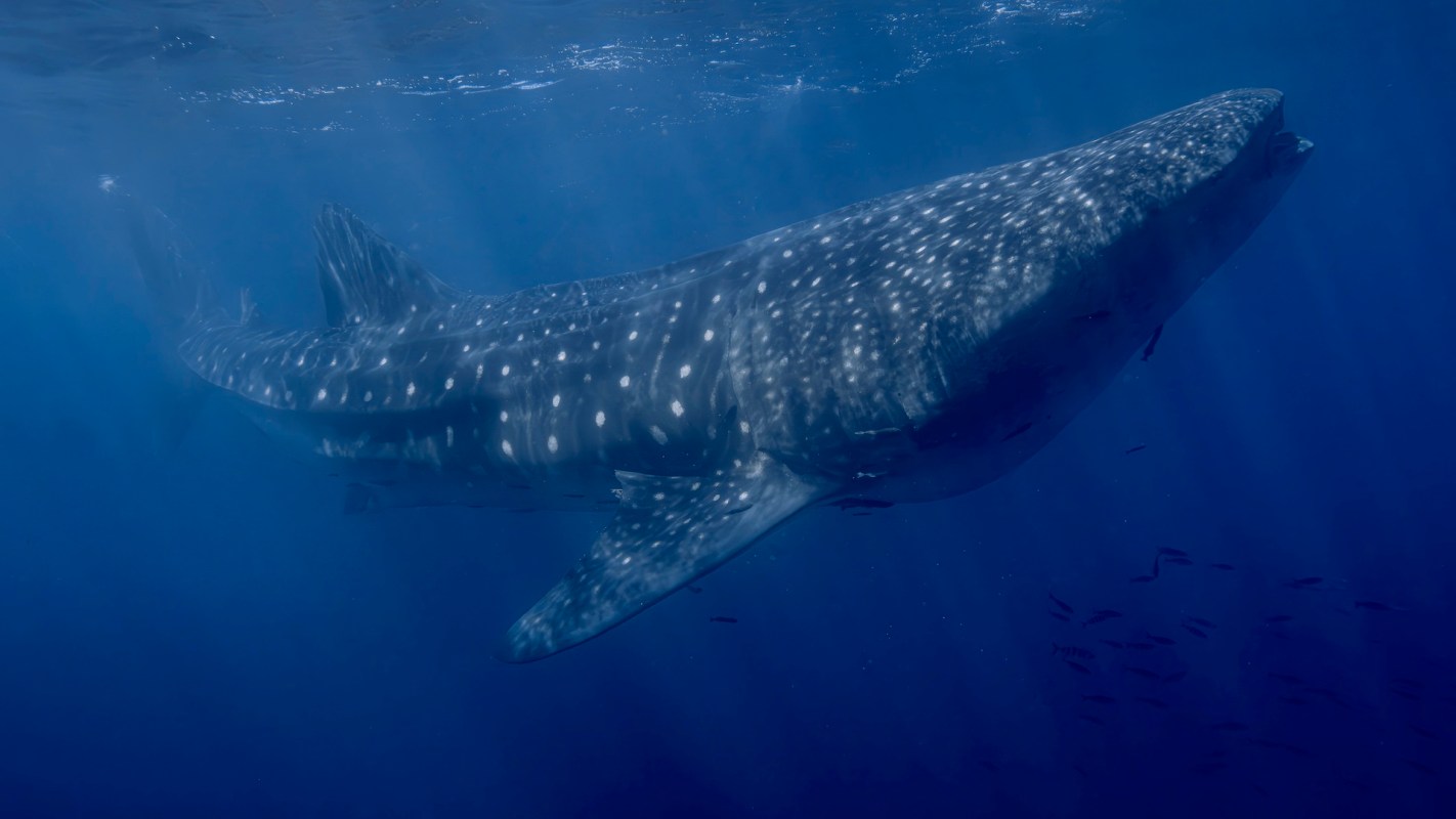 A whale shark swimming gracefully through deep blue ocean waters.