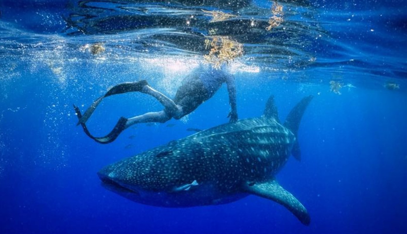 A person swimming near a large whale shark in Tampa Bay.