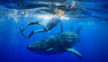 A person swimming near a large whale shark in Tampa Bay.
