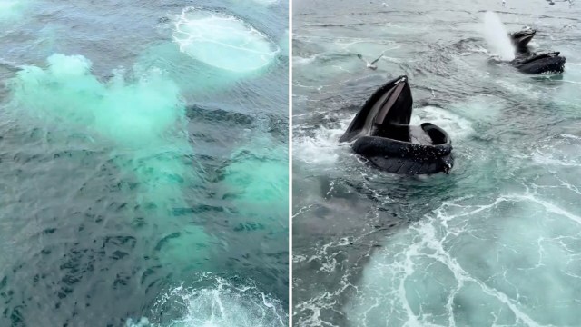 Aerial view of three humpback whales feeding with bubbles and splashes on the ocean surface.