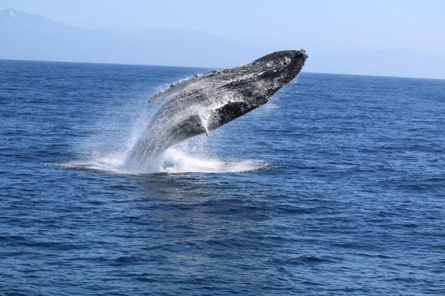 A humpback whale breaching the water.