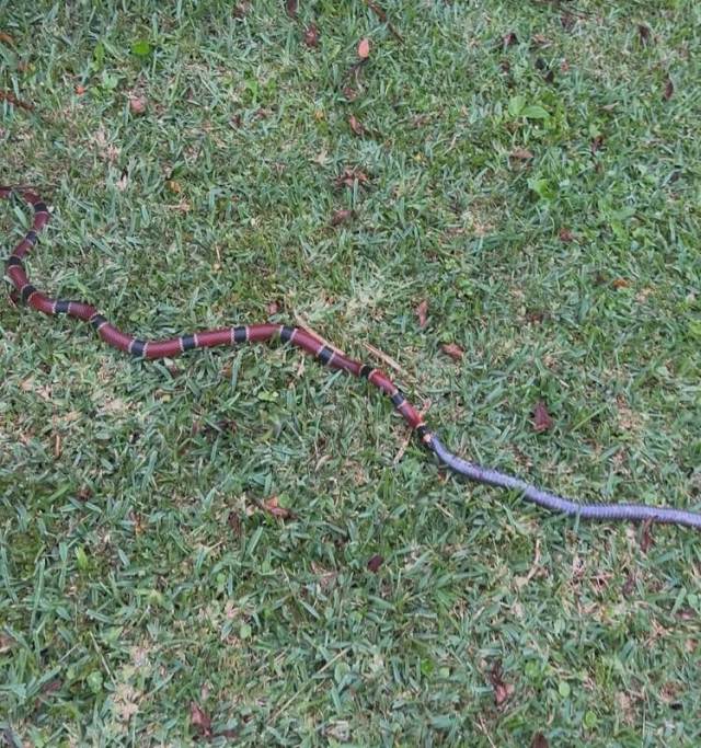A snake with distinctive red, black, and gray bands slithers across green grass.