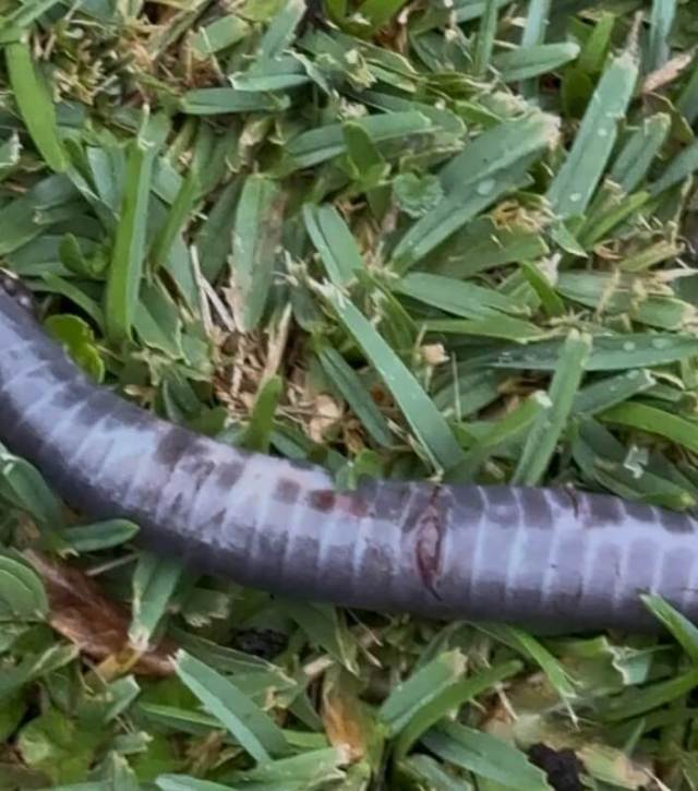 A snake with distinctive red, black, and gray bands slithers across green grass.