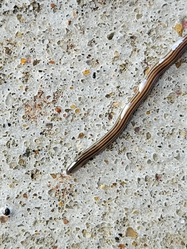 A thin, brownish worm-like creature crawling on textured concrete.