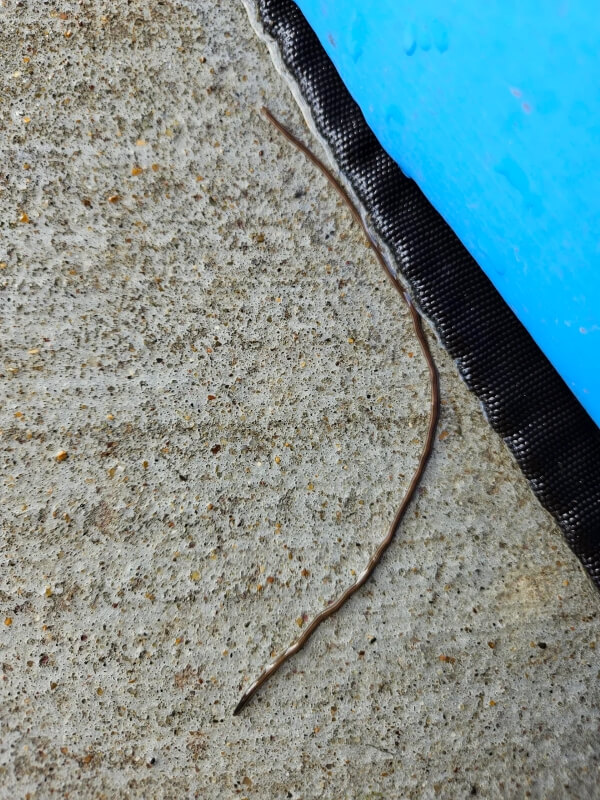 A thin, brownish worm-like creature crawling on textured concrete.