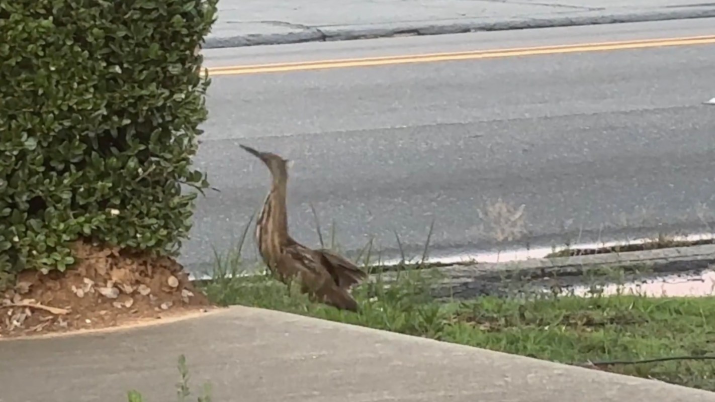 A tall, slender bird with brown and tan plumage stands near a hedge by the roadside.
