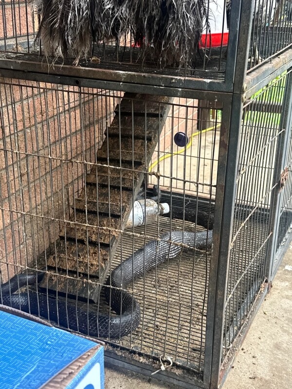 The snake extended all the way across the chicken coop after leaving the corner.