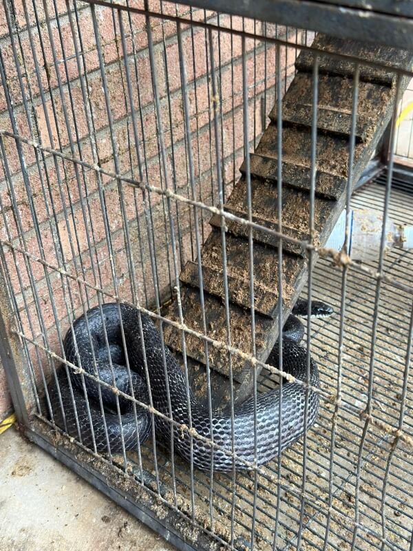 A large black snake wrapped in the corner of a chicken coop with a visible bulge in its body.