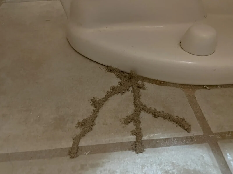 A thin, sandy trail resembling tree roots is formed along the bathroom tile near a toilet.