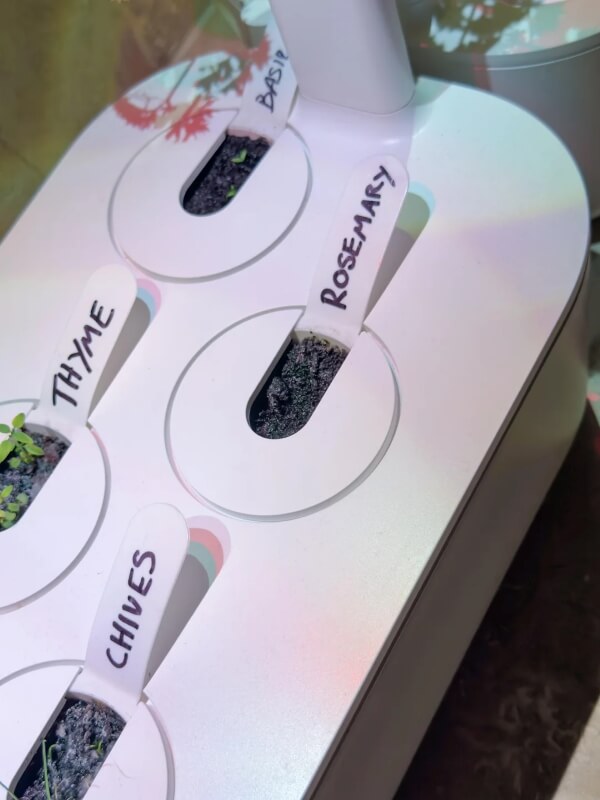 A rosemary plot in an indoor planter remains without growth, while green sprouts emerge for thyme, basil, and chives. 