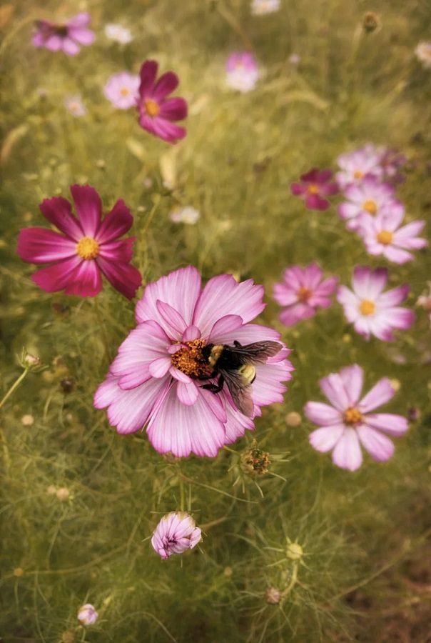 A bumblebee sitting on a large pink flower amid smaller pink blossoms.