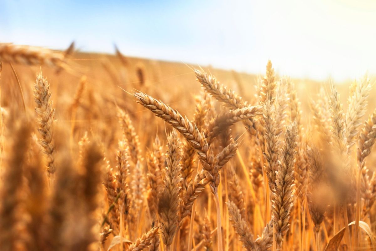 A close-up view of golden wheat stalks.