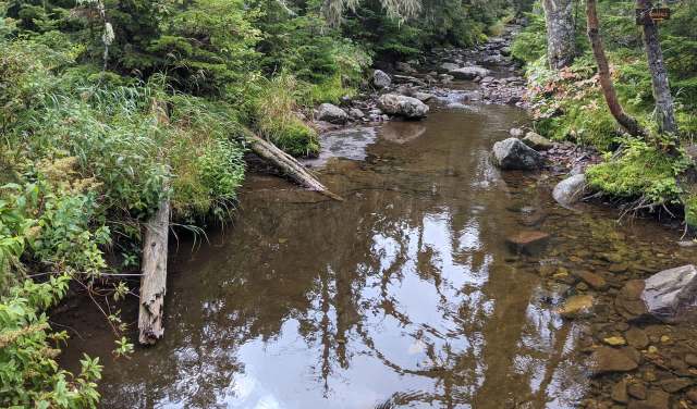 A serene forest stream with clear water reflecting surrounding trees and rocks.