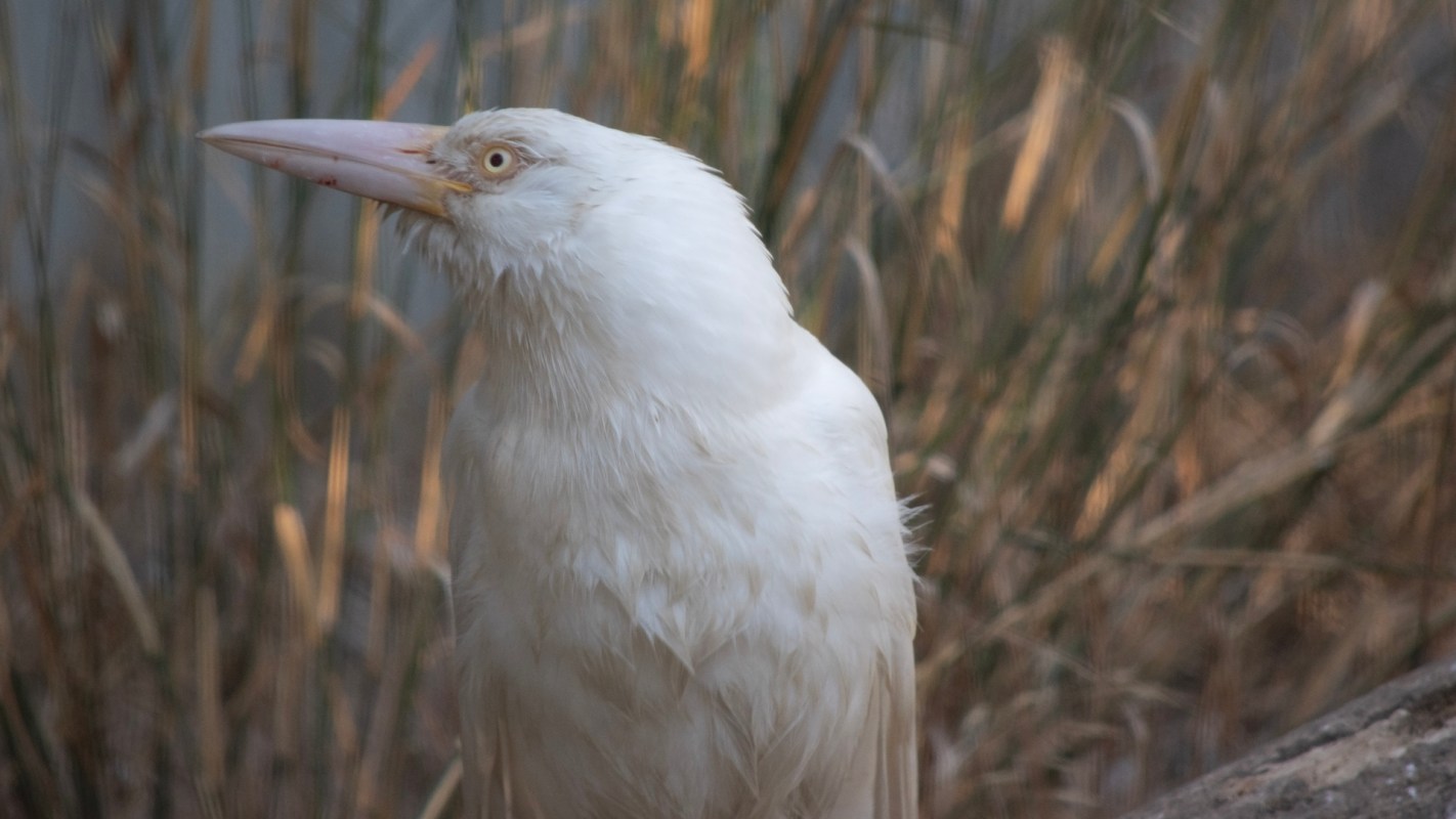 A white bird with a long bill in front of tall grasses.