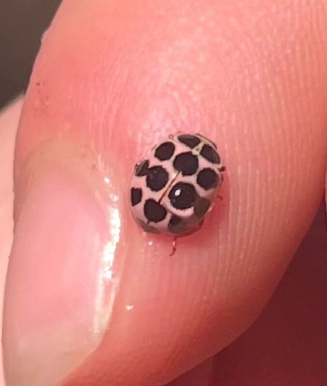 A tiny beetle with a pink shell and black spots perched on a person's fingertip.